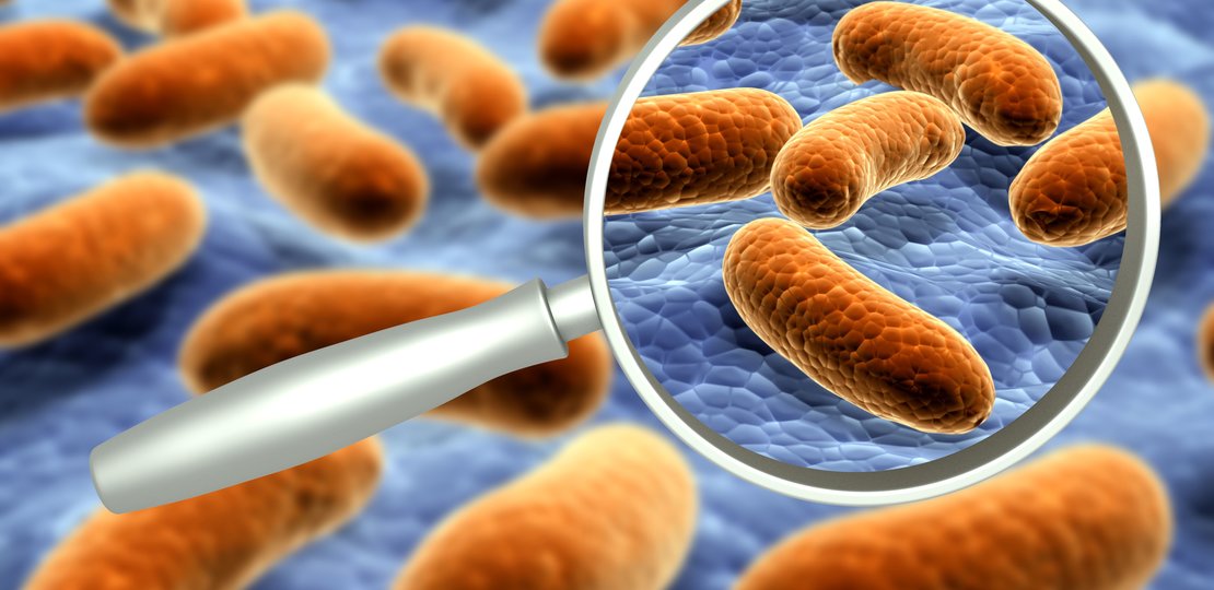Les bactéries pathogènes les plus fréquentes dans les infections courantes