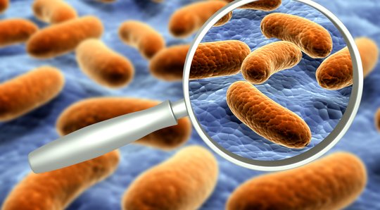 Les bactéries pathogènes les plus fréquentes dans les infections courantes