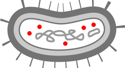 ribosomes