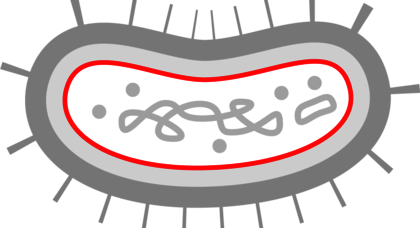 membrane cytoplasmique